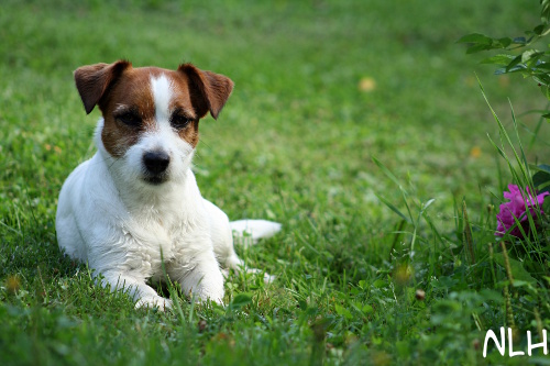 110728 inka.jpg - Inka